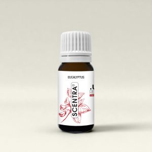 Eucalyptus – Duftöl