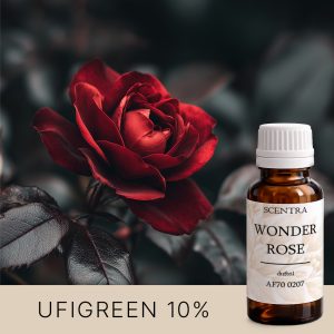 Rote Rose auf dunklem Hintergrund.