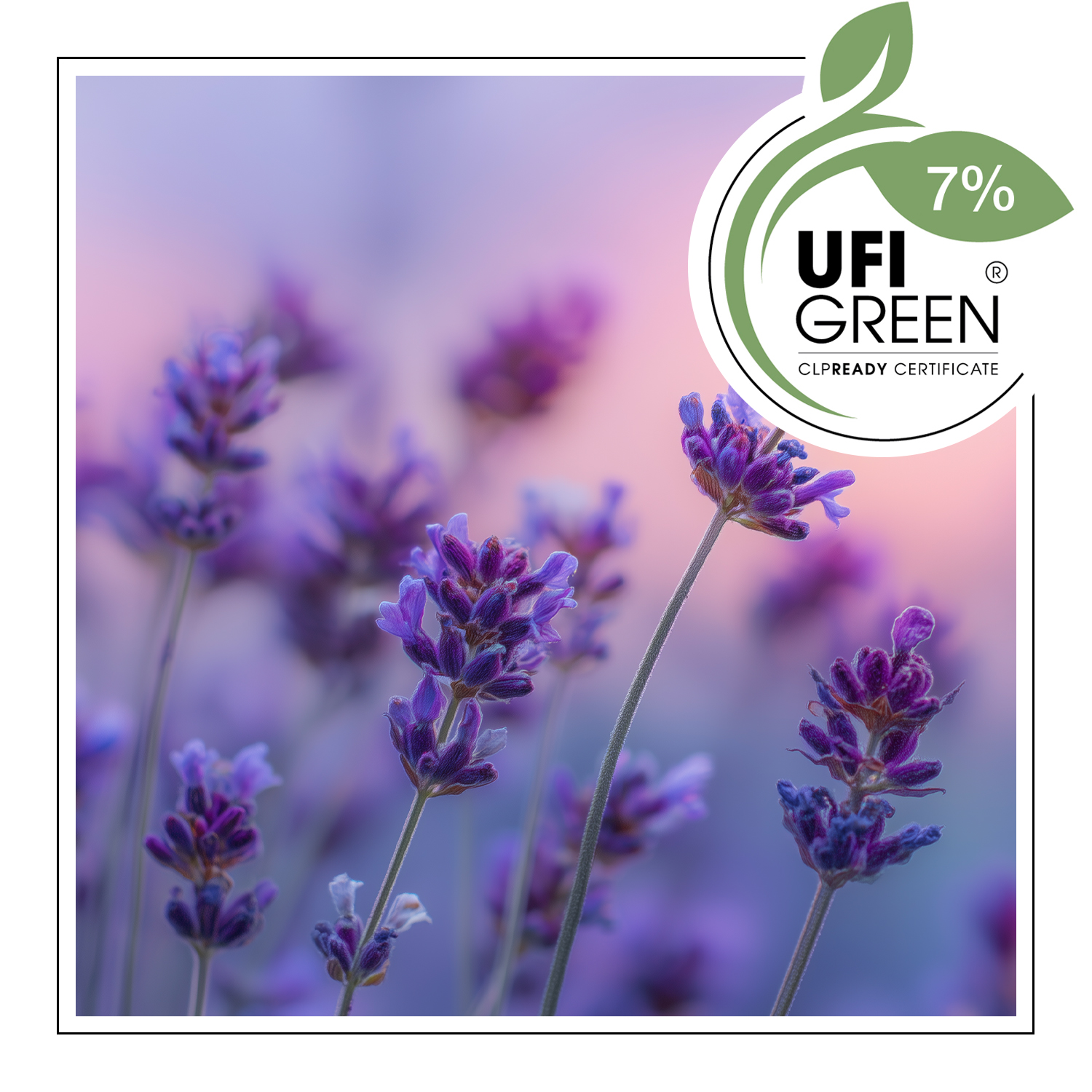 Blue Scent Lavender – Duftöl – Bild 2