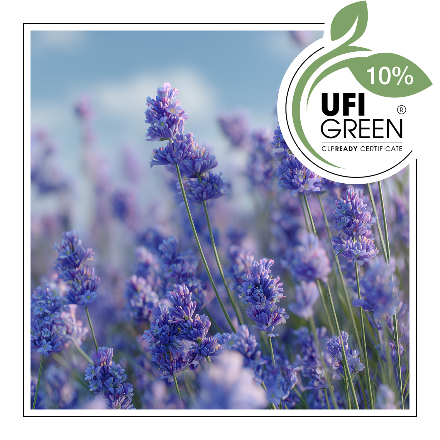 Lavender – Duftöl – Bild 2