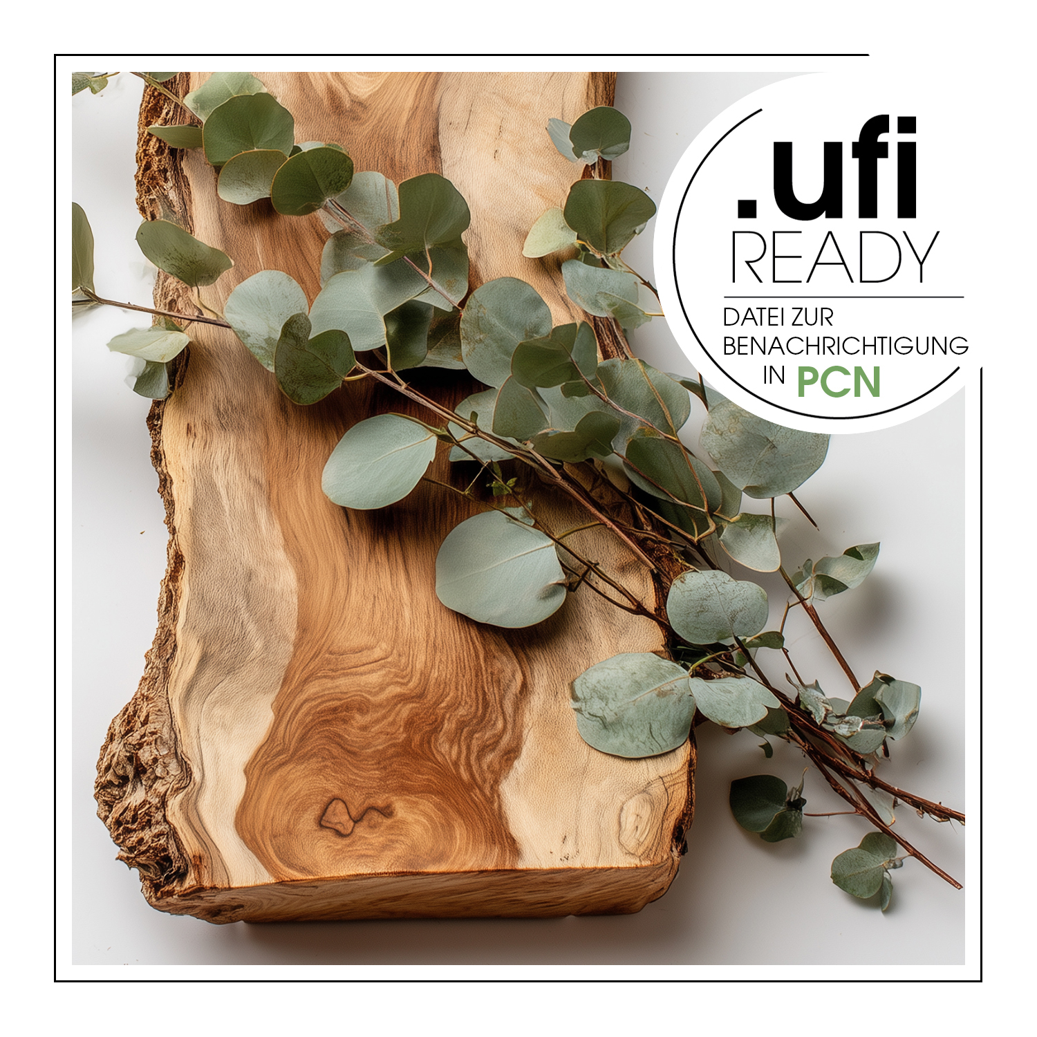 Eucalyptus & Cedar – Duftöl – Bild 2