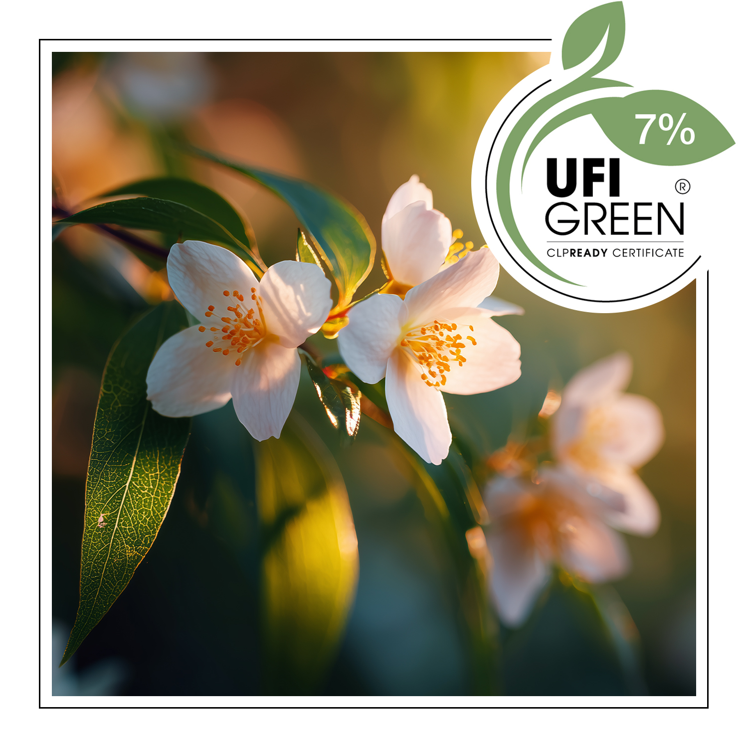 Fresh Jasmine – Duftöl – Bild 2