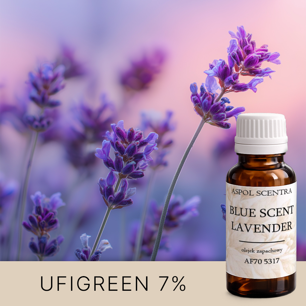 Lavendel in voller Blüte vor rosa Hintergrund — AF70 5317