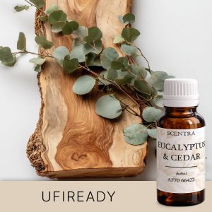 Ein Eukalyptuszweig auf einer rauen Holzplatte, auf einem einheitlichen Hintergrund platziert.