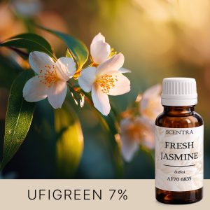 Weiße Jasminblüten in den Sonnenstrahlen.