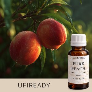 Zwei Pfirsiche mit Tau auf einem Zweig im Morgengrauen.